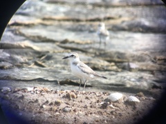 Charadrius dealbatus