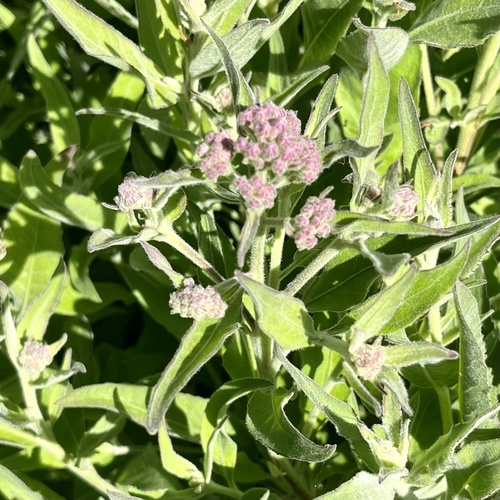 iNaturalist observation photo of marsh fleabane