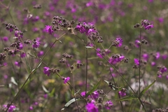 Mirabilis oxybaphoides
