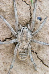 Lycosa praegrandis