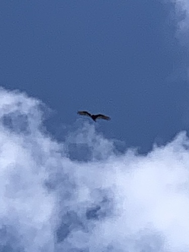 Turkey Vulture photographed in Wisconsin