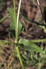 Mirabilis oxybaphoides