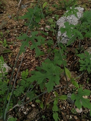 Ibervillea hypoleuca