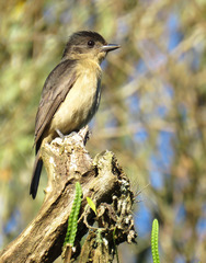Crested Becard photo 4