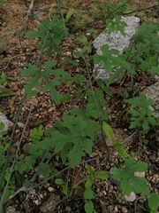 Ibervillea hypoleuca