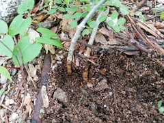 Ibervillea hypoleuca