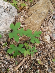 Ibervillea hypoleuca