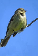 Elaenia sordida