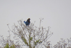 Cyanocorax caeruleus