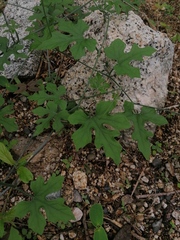 Ibervillea hypoleuca