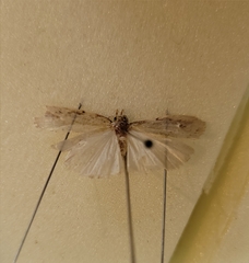 Agriophara colligatella