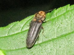 Limonius auripilis