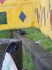 Columba livia domestica