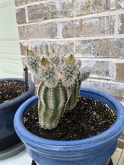 Echinocereus reichenbachii