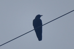 Corvus brachyrhynchos