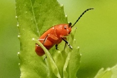 Disonycha discoidea discoidea