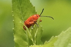 Disonycha discoidea discoidea