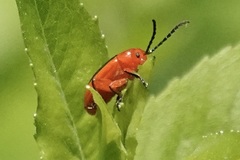 Disonycha discoidea discoidea