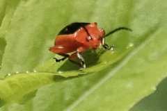 Disonycha discoidea discoidea