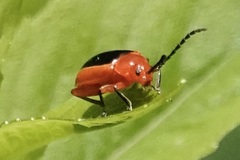 Disonycha discoidea discoidea