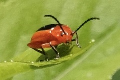 Disonycha discoidea discoidea