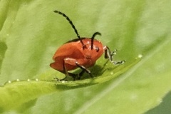 Disonycha discoidea discoidea