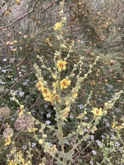Verbascum sinuatum