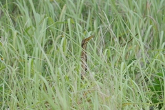 Ixobrychus cinnamomeus