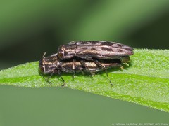 Agrilus lecontei