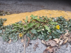 Taraxacum officinale