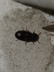 Tenebroides bimaculatus