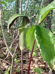 Arisaema triphyllum