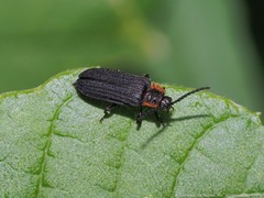 Eropterus