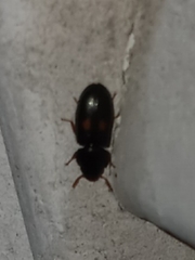 Tenebroides bimaculatus