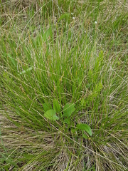 Carex sterilis