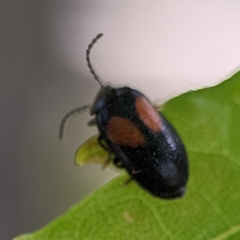 Herthania concinna