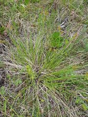 Carex sterilis