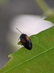 Herthania concinna