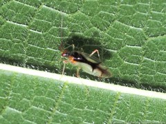 Hyaliodes