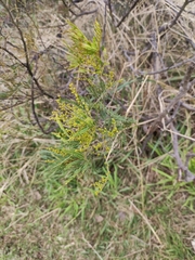 Acacia filicifolia