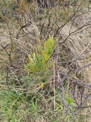 Acacia filicifolia