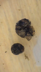 Helicopsyche borealis