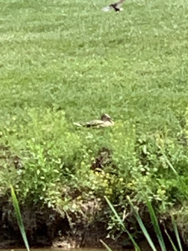 Mallard photographed in Wisconsin