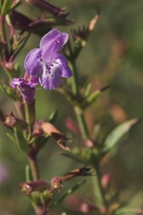 Hedeoma hyssopifolia
