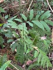 Cupaniopsis newmanii