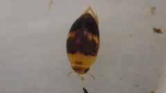 Suphisellus puncticollis