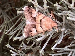 Drasteria pallescens