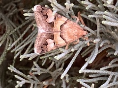 Drasteria pallescens