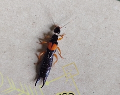 Carcinophora americana