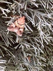 Drasteria pallescens